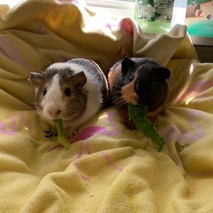 Meet your Posher, Lyla